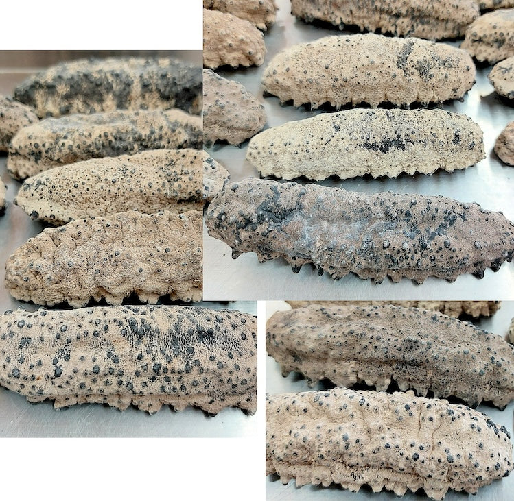 金陽虎纹刺参