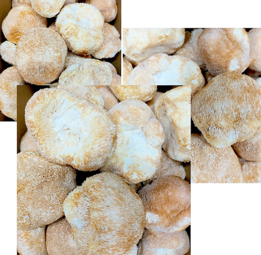 CharmingSun Dried Lion's Mane Mushroom
