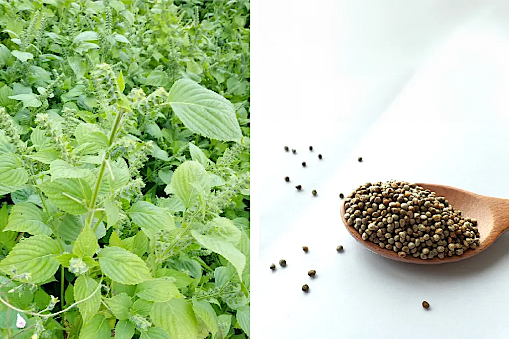 Leezen Perilla Seed Oil