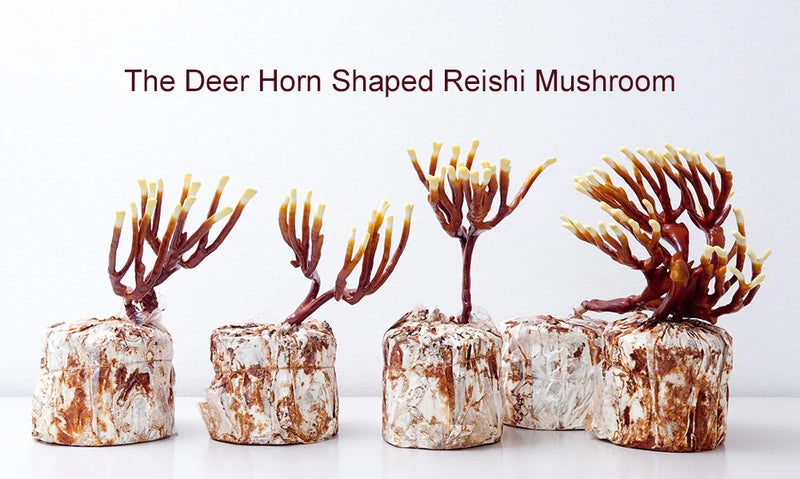 Prince of Peace - Japanese Hokkaido Deer Horn Shaped Reishi Mushroom Capsules, Twin Pack Gift Box