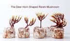 Prince of Peace - Japanese Hokkaido Deer Horn Shaped Reishi Mushroom Capsules, Twin Pack Gift Box