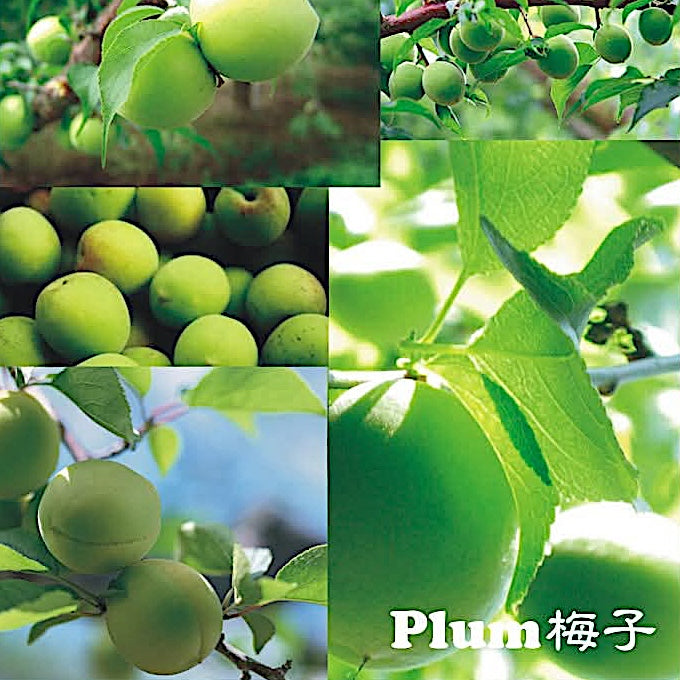 Luyin Vinegar - Plum